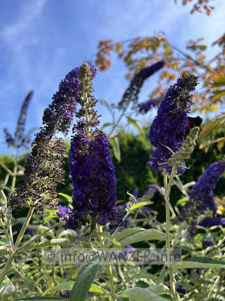 Buddleja Hybride Adonis Blue 03.jpg
